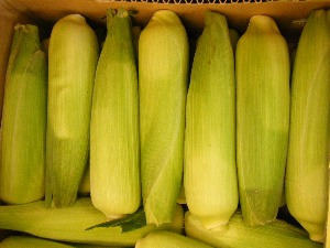 2009/07/01 ���T�̔����ł�_27