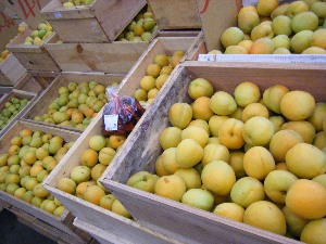 2009/07/01 ���T�̔����ł�_29