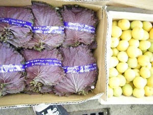 2009/07/01 ���T�̔����ł�_30