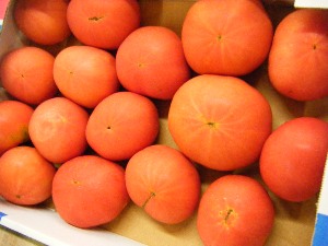 2009/07/18 ���T�̔����ł�_7