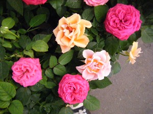 2009/07/18 ���T�̔����ł�_14