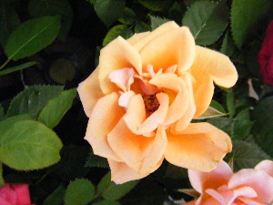 2009/07/18 ���T�̔����ł�_15