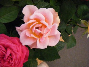 2009/07/18 ���T�̔����ł�_16