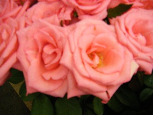 2009/07/18 ���T�̔����ł�_18