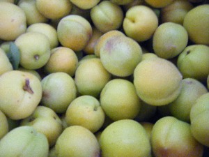 2009/07/18 ���T�̔����ł�_27