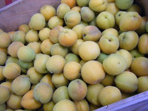 2009/07/18 ���T�̔����ł�_32
