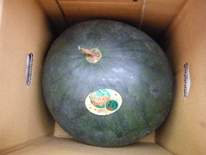 2009/07/18 ���T�̔����ł�_39
