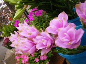 2009/07/18 ���T�̔����ł�_42