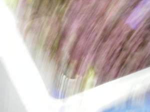 2009/07/18 ���T�̔����ł�_46
