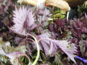 2009/07/18 ���T�̔����ł�_47