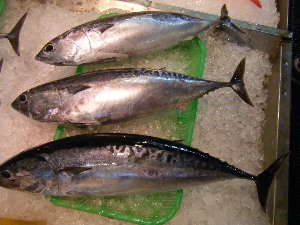 2009/07/18 ���T�̔����ł�_52