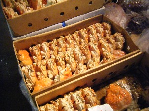 2009/07/18 ���T�̔����ł�_63