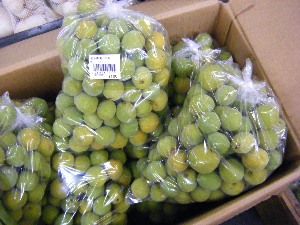2009/07/18 ���T�̔����ł�_66