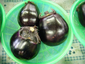 2009/07/25 ���T�̔����ł�_6