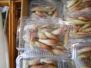 2009/07/25 ���T�̔����ł�_12