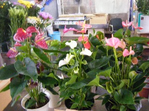 2009/07/25 ���T�̔����ł�_15