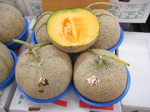 2009/07/25 ���T�̔����ł�_24