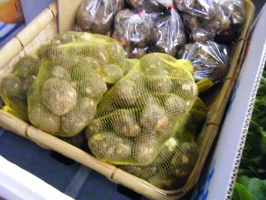 2009/07/25 ���T�̔����ł�_31