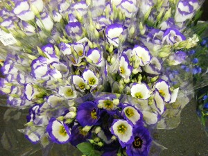 2009/07/25 ���T�̔����ł�_33