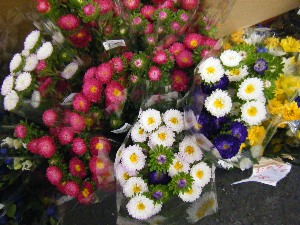2009/07/25 ���T�̔����ł�_34