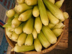2009/08/01 ���T�̔����ł�_10