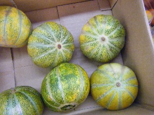 2009/08/01 ���T�̔����ł�_22