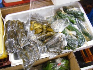 2009/08/01 ���T�̔����ł�_54