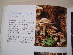 20090905 -���T�̔����ł�-_21