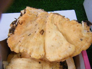 20090919 -���T�̔����ł�-_6