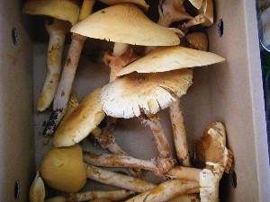 20091003 -���T�̔����ł�-_10