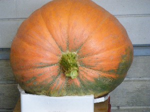 20091003 -���T�̔����ł�-_61