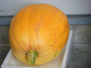 20091003 -���T�̔����ł�-_62