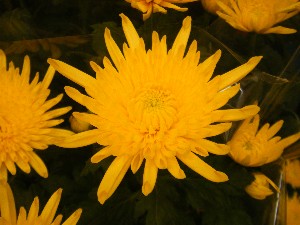 20091010 -���T�̔����ł�-_27