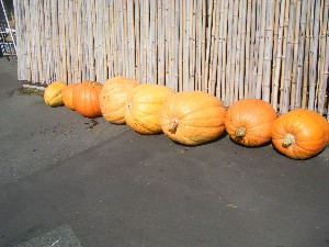 20091010 -���T�̔����ł�-_59