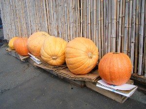 20091010 -���T�̔����ł�-_2