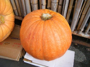 20091010 -���T�̔����ł�-_3