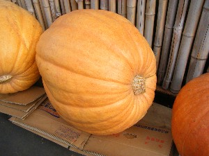 20091010 -���T�̔����ł�-_4