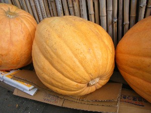 20091010 -���T�̔����ł�-_5