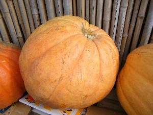 20091010 -���T�̔����ł�-_6