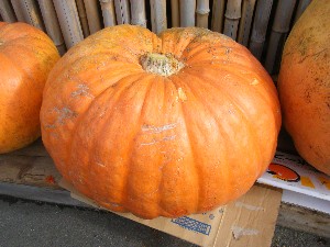20091010 -���T�̔����ł�-_1