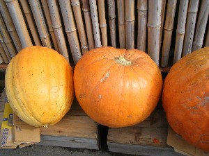 20091010 -���T�̔����ł�-_7