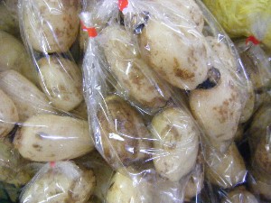 20091031 -�{���̏o�i��i�ł�-_2