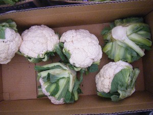 20091031 -�{���̏o�i��i�ł�-_11