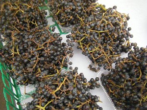 20091031 -�{���̏o�i��i�ł�-_17