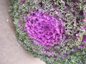 20091031 -�{���̏o�i��i�ł�-_31