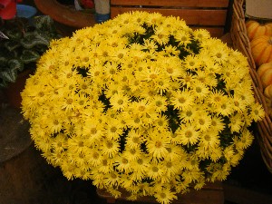 20091031 -�{���̏o�i��i�ł�-_32