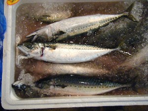 20091031 -�{���̏o�i��i�ł�-_41