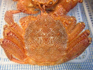 20091031 -�{���̏o�i��i�ł�-_44
