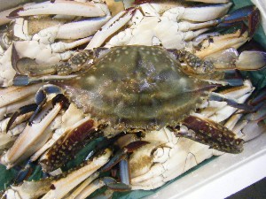 20091031 -�{���̏o�i��i�ł�-_52