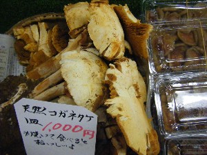 20091121 -���T�̔����ł�-_7